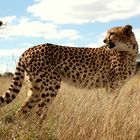 cheetah in the wild