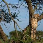 cheetah in tree