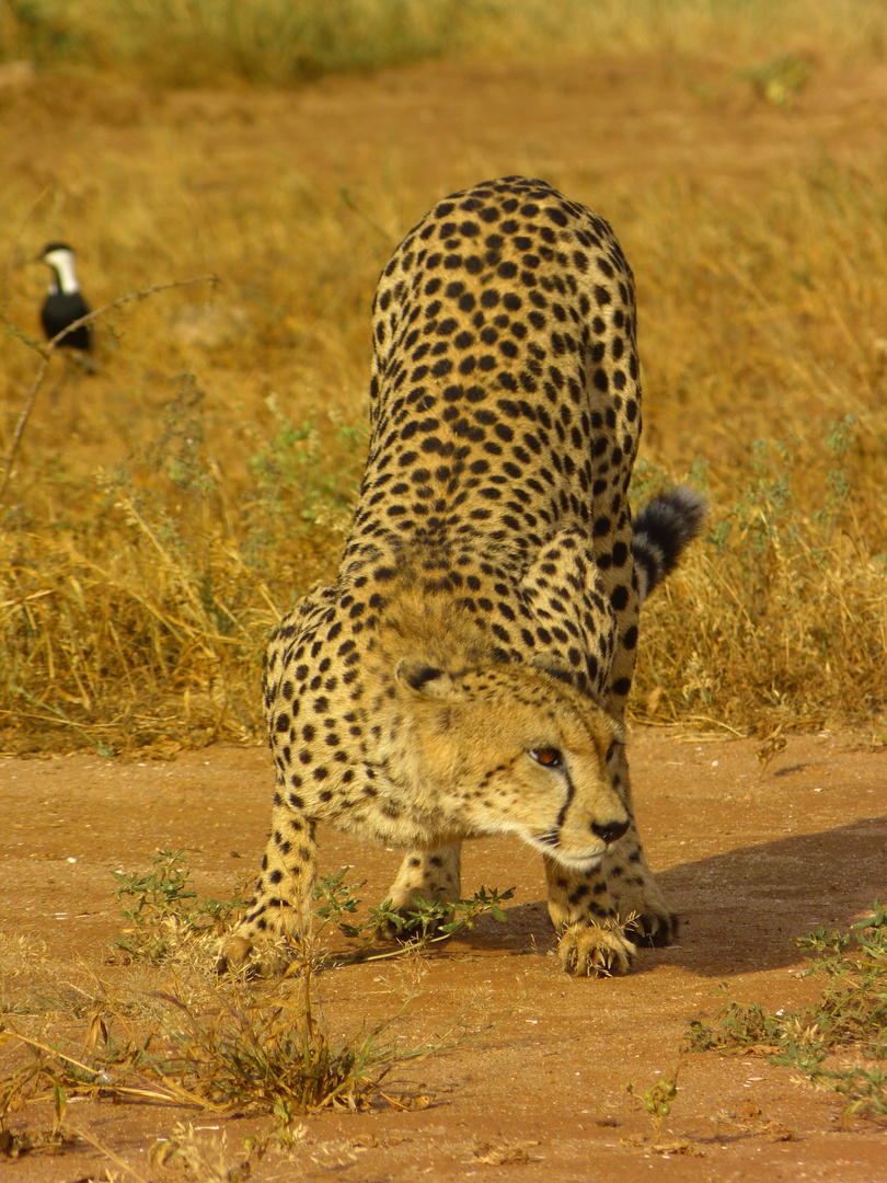 Cheetah in Tsavo East