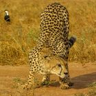 Cheetah in Tsavo East