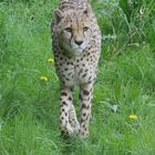 Cheetah is coming