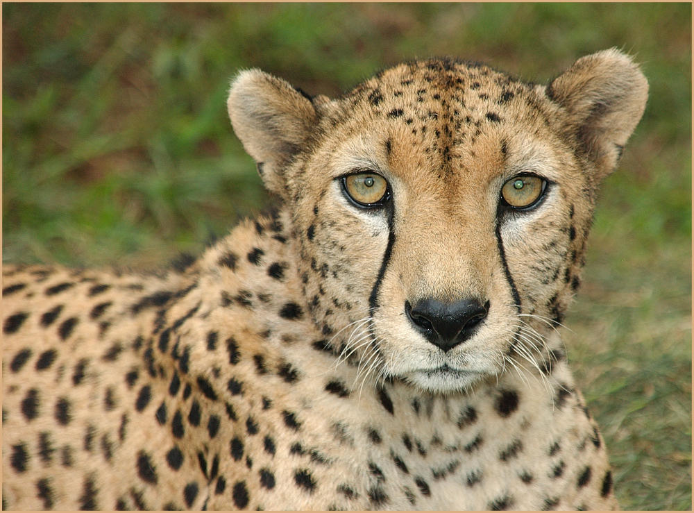 ### Cheetah is staring at YOU! ###