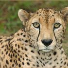 ### Cheetah is staring at YOU! ###