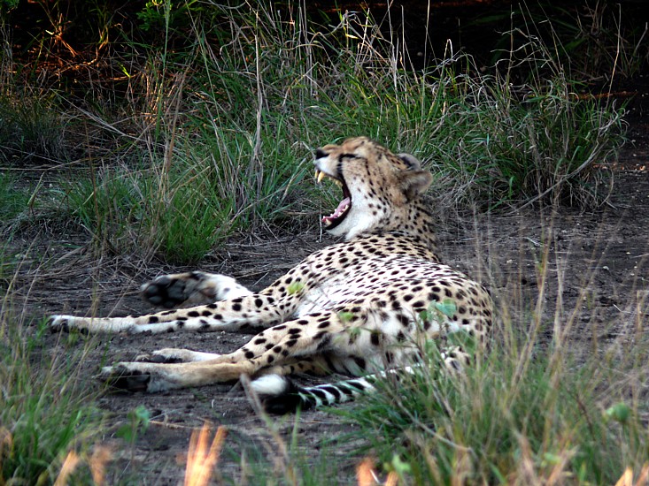 Cheetah ist müde ...