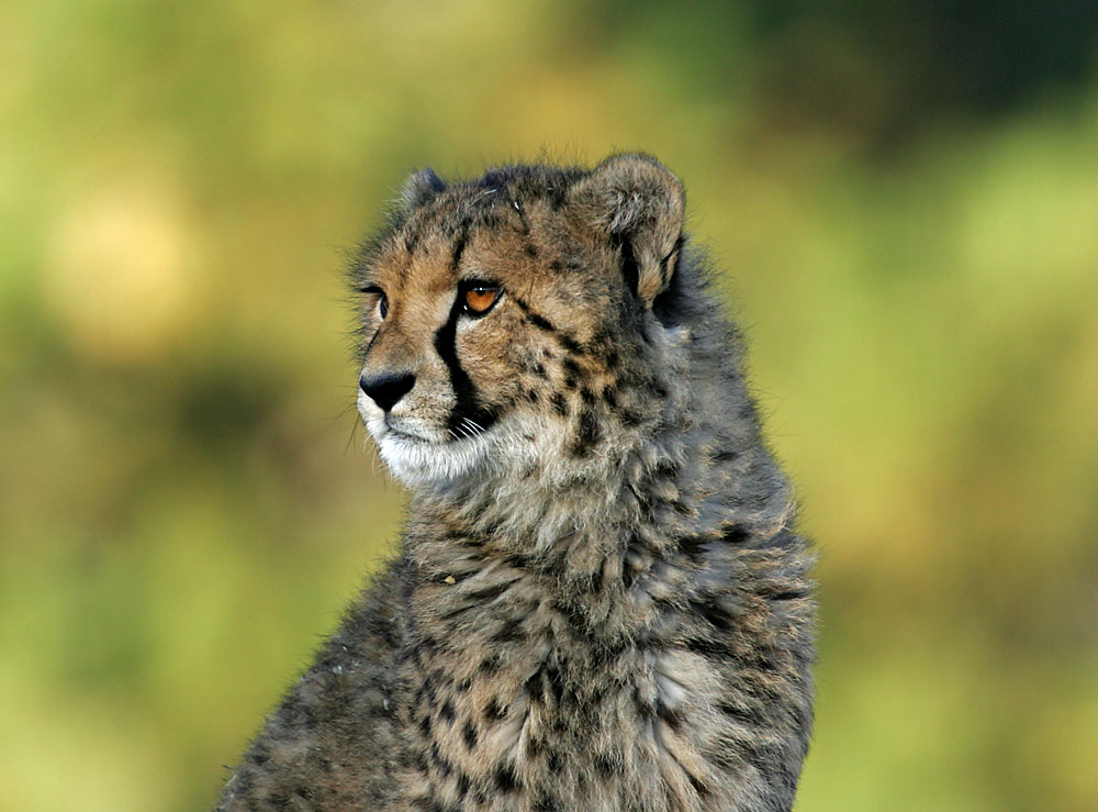 Cheetah - Jüngling