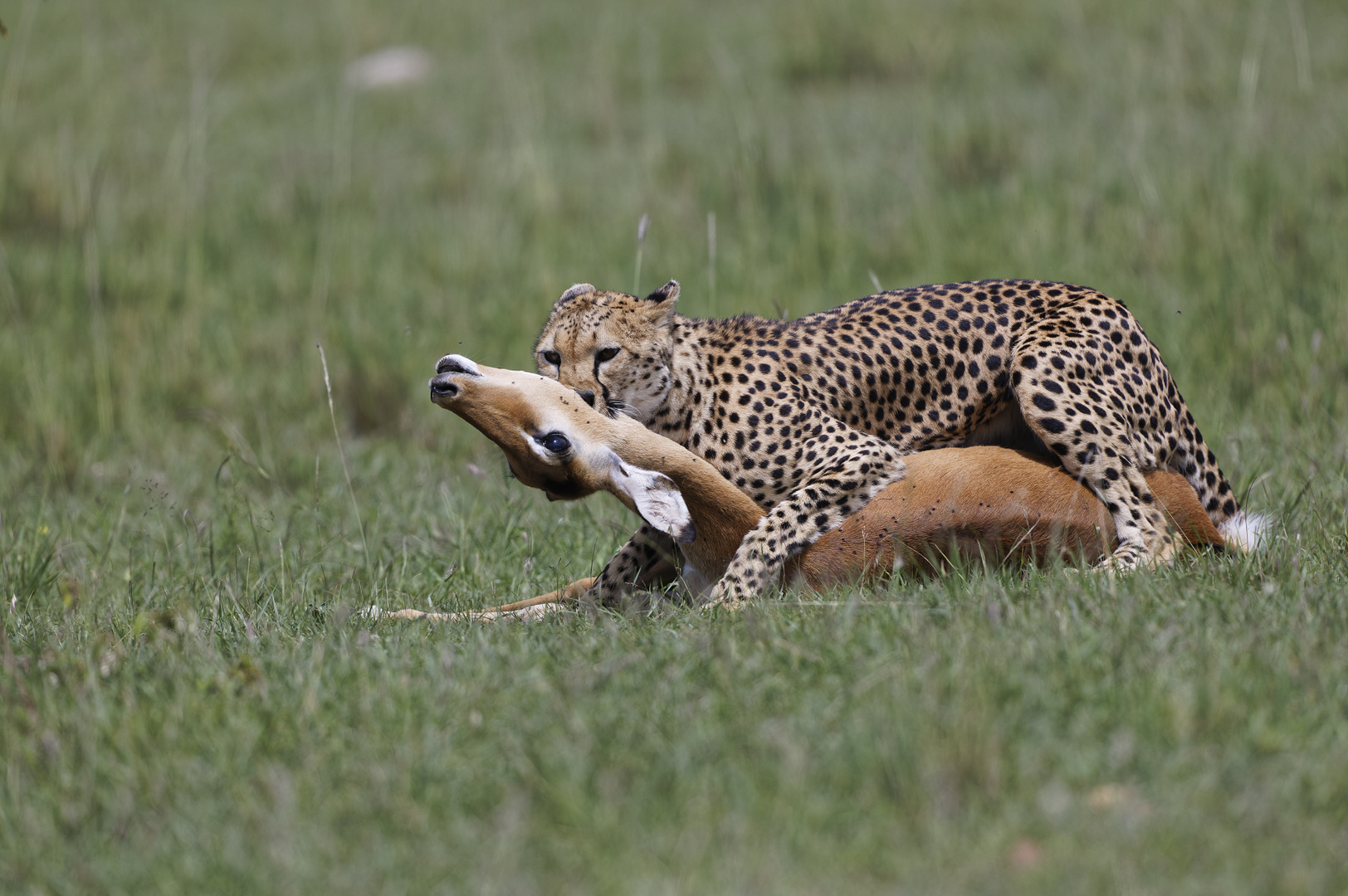 Cheetah Kill