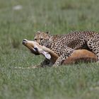 Cheetah Kill