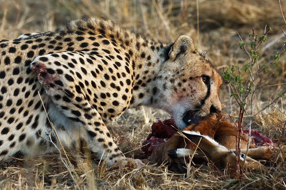 Cheetah Kill