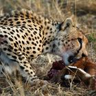 Cheetah Kill