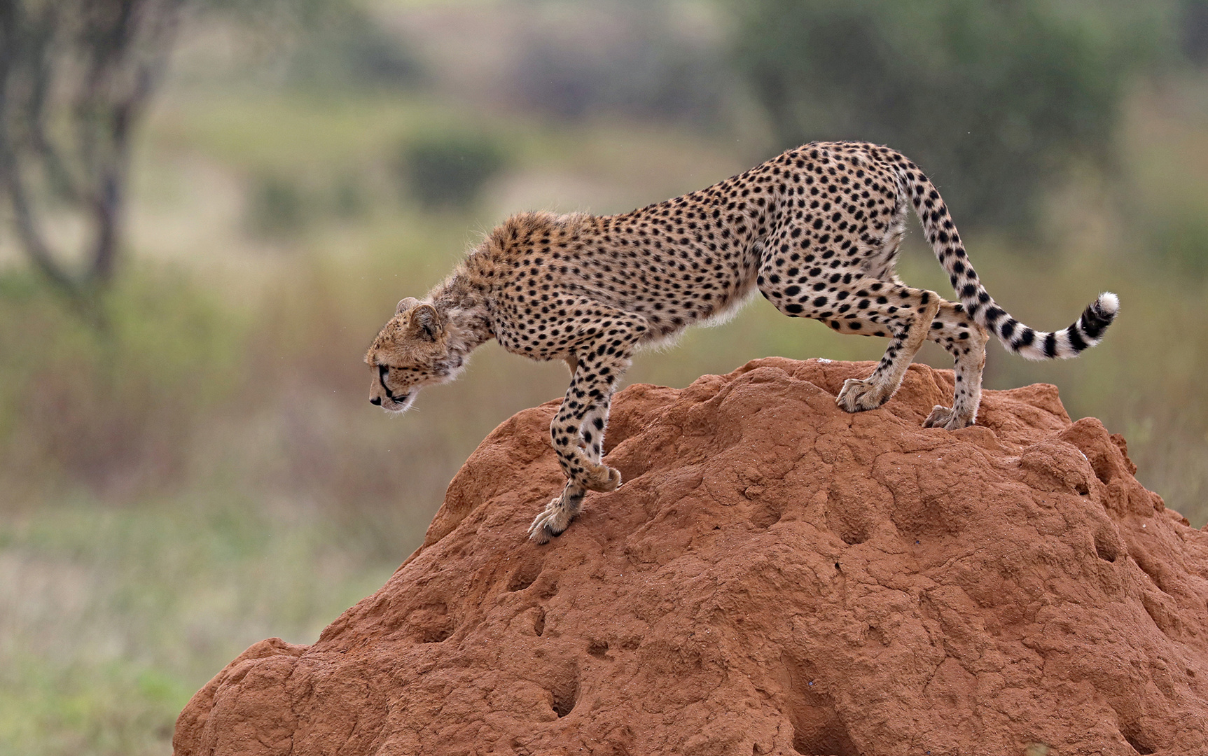 Cheetah leaves the termite mound