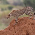 Cheetah leaves the termite mound