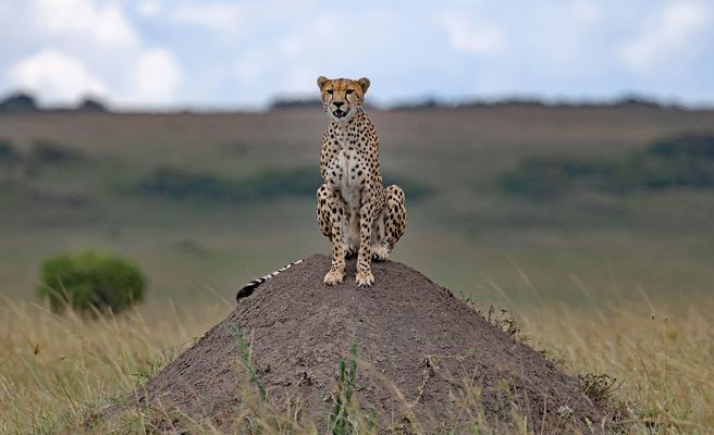 Cheetah looks like prey