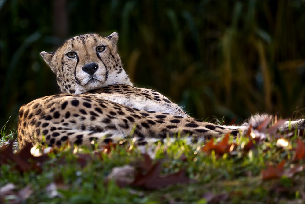 CHEETAH loves sunbathing (2)