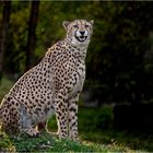 CHEETAH loves sunbathing (3)