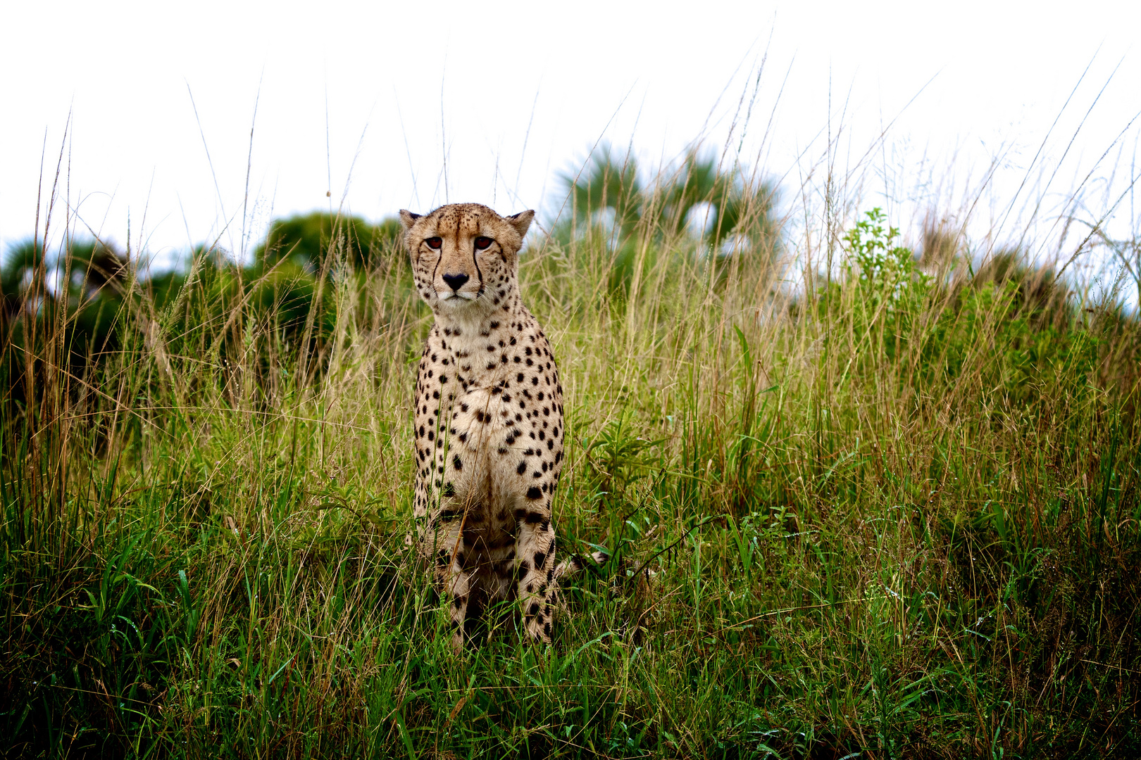 Cheetah Männchen