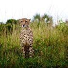 Cheetah Männchen