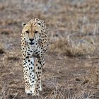 Cheetah - Masai Mara - Kenya