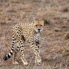 Cheetah - Masai Mara - Kenya