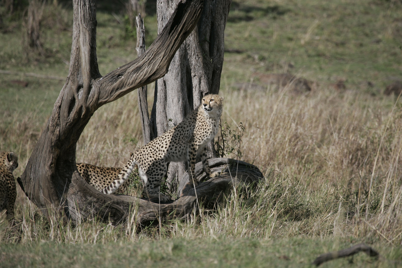 Cheetah Massai Mara