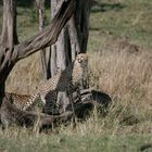 Cheetah Massai Mara