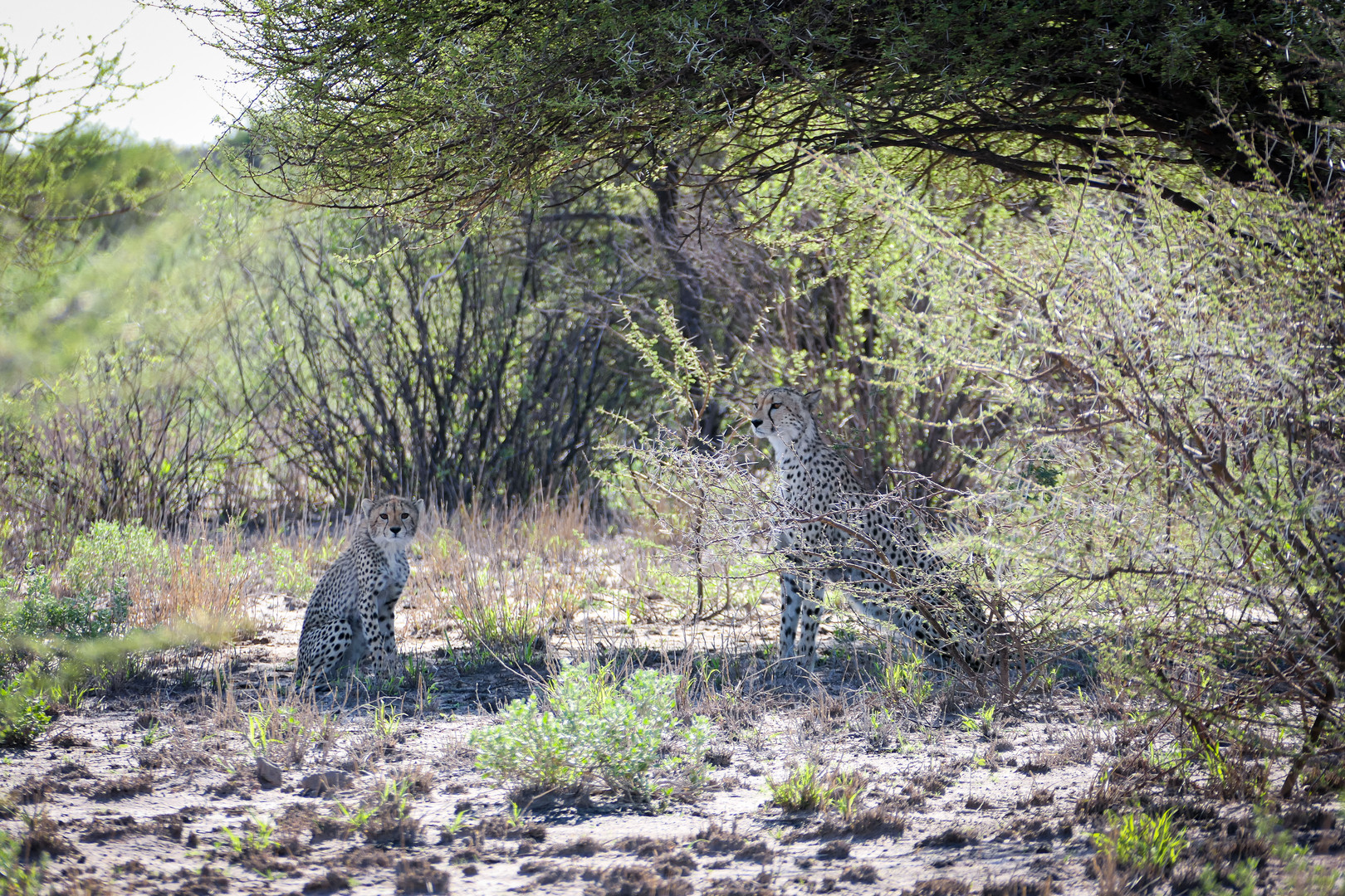 Cheetah mit Jungem