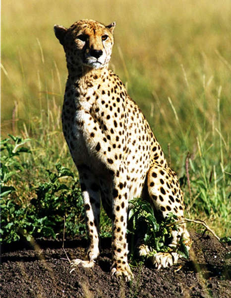 Cheetah Model in Kenia (Masai Mara)