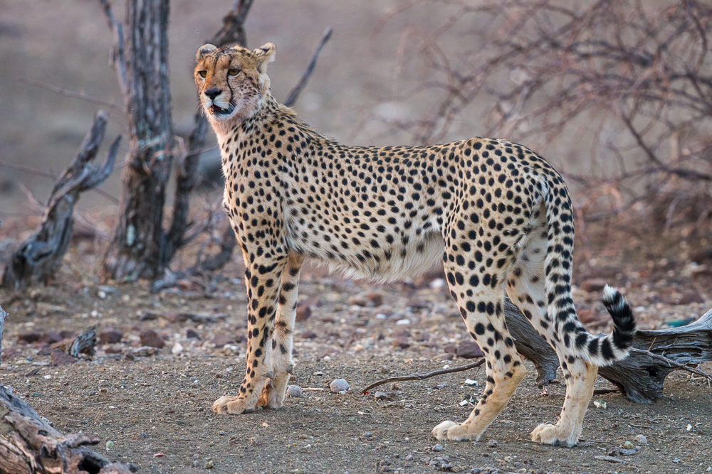 Cheetah Mother