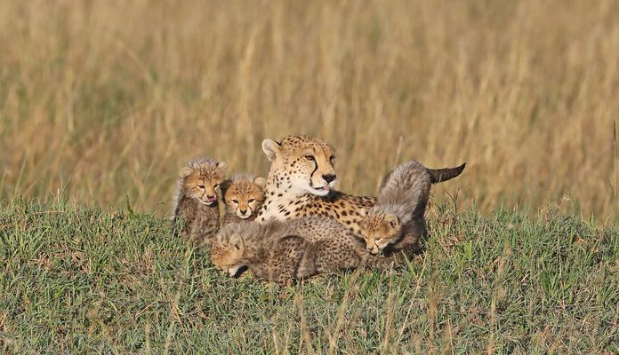 Cheetah Mother Nashipai with Cups