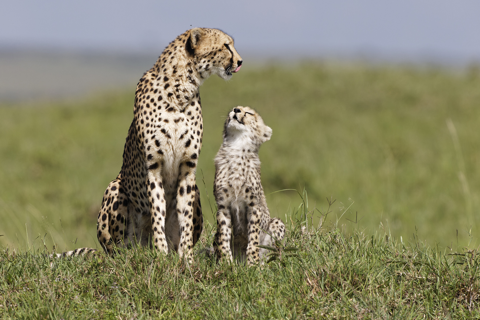 Cheetah Mum mit Cub