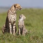 Cheetah Mum mit Cub