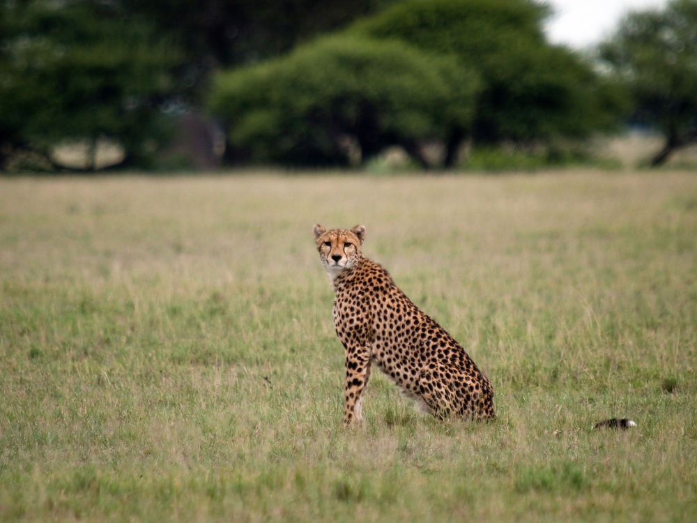 Cheetah nach dem großen Regen...