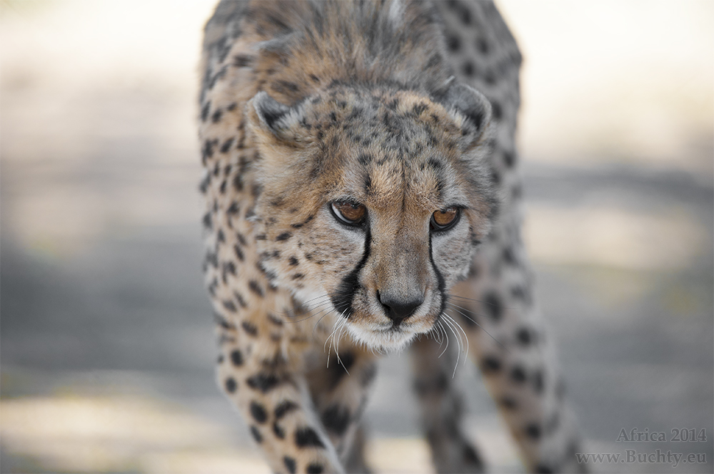 Cheetah @ Namibia