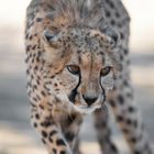 Cheetah @ Namibia