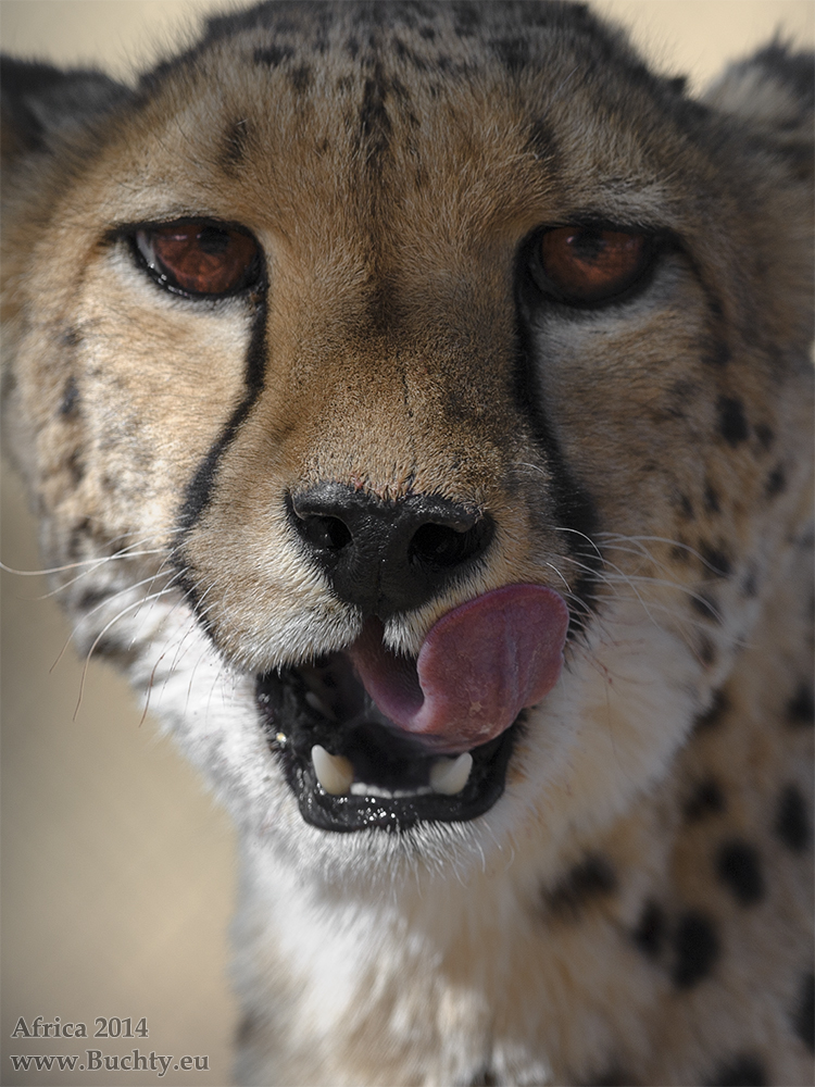 Cheetah, Namibia