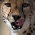 Cheetah, Namibia