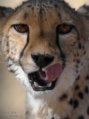 Cheetah, Namibia