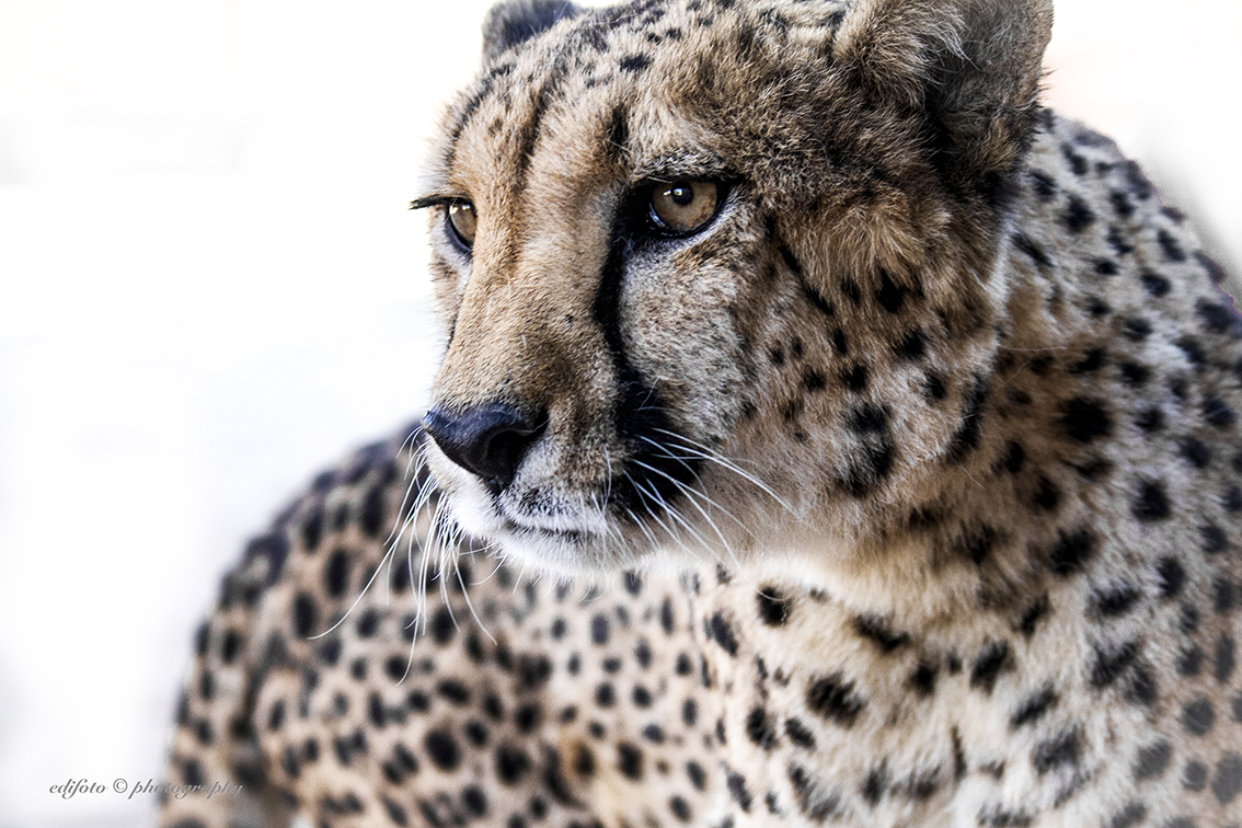 Cheetah-Namibia