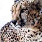 Cheetah-Namibia