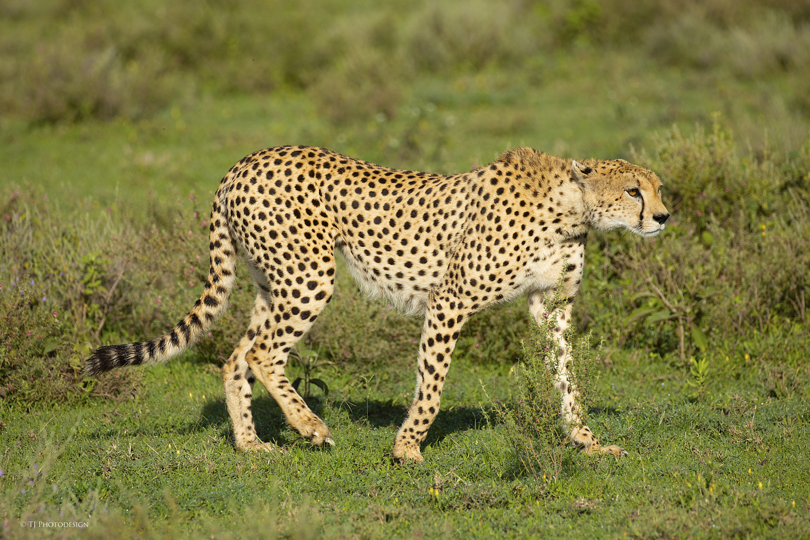 Cheetah-Ndutu1