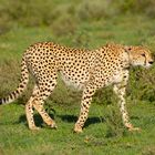 Cheetah-Ndutu1