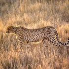 Cheetah o1