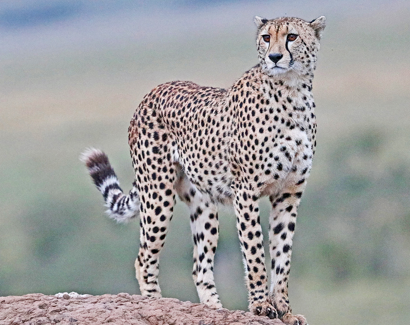 Cheetah on top