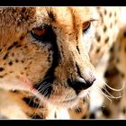 Cheetah Porträt (I)