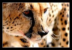 Cheetah Porträt (I)