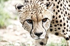 Cheetah portrait