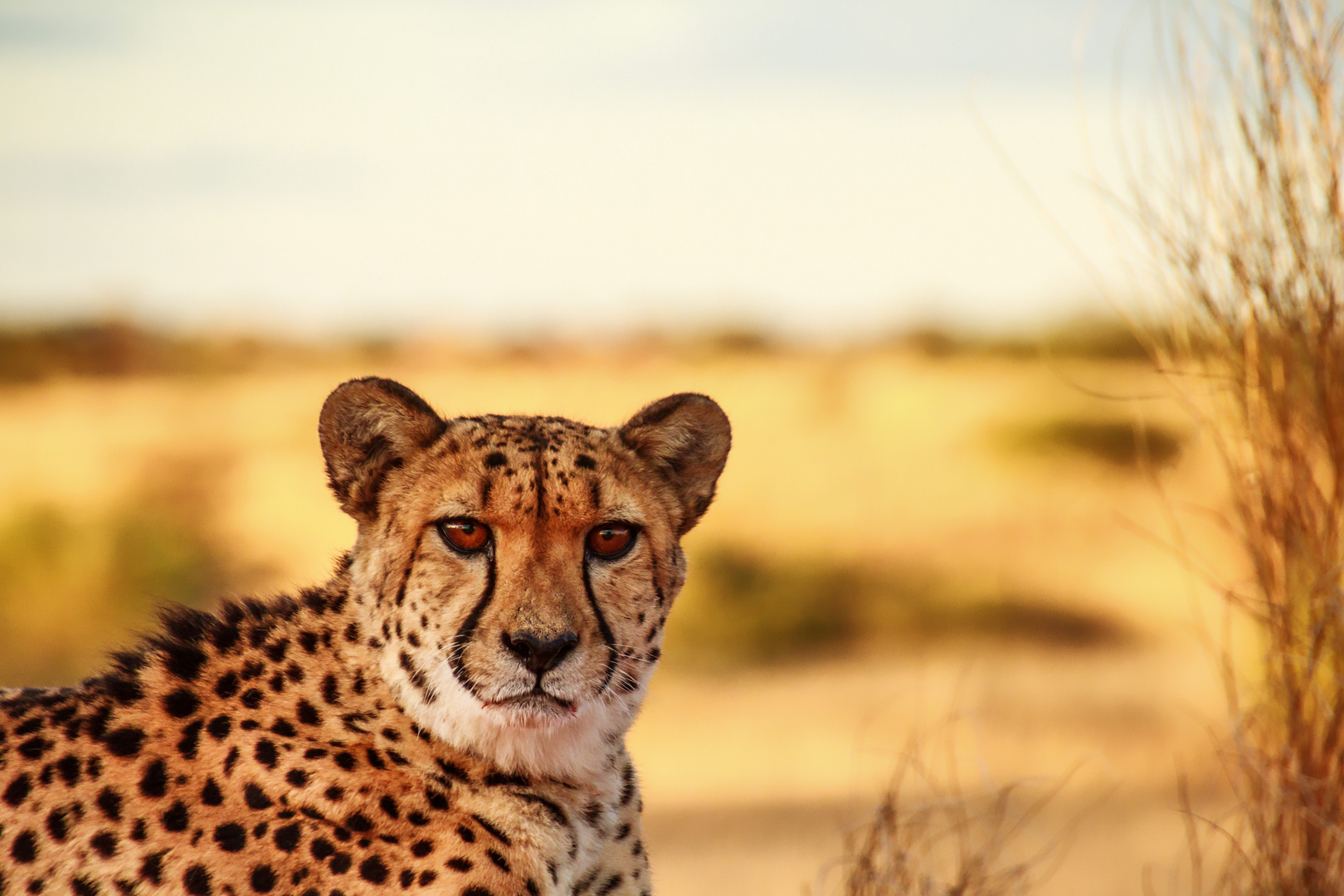  cheetah portrait