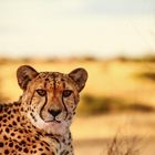  cheetah portrait