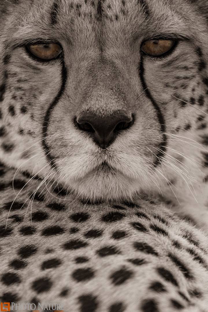 Cheetah Portrait