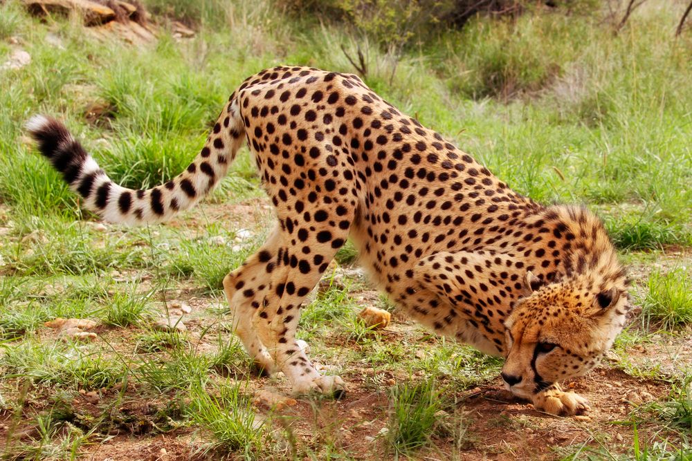 Cheetah posing