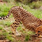 Cheetah posing